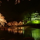高田夜桜