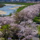 背割堤の桜1