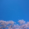 背割堤の桜2