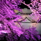 妖艶桜 II