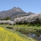 湯の町の春