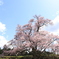 エドヒガン桜1