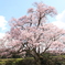 エドヒガン桜2