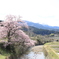エドヒガン桜3