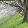 桜並木