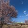 桜咲く