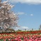 空と桜とチューリップ