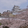 姫路城　桜