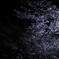 夜桜