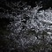 夜桜