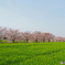 桜並木①