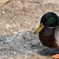 DSC_1197