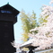 小口城の桜