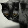 猫生まだまだだよクマ