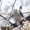 桜の木でピーン