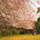 SAKURA咲く