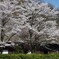 茅葺屋根と桜１