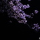 夜桜