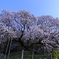 吉高の大桜04