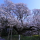 吉高の大桜05