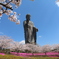牛久大仏と桜と芝桜