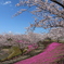 桜と芝桜