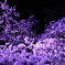 小田原城の夜桜