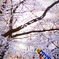 花と幟(のぼり)