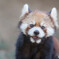 れさぱん