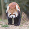 れさぱん