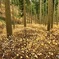 ミツマタ群生地