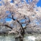 黄桜酒場の桜