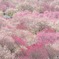 いなべ梅林公園