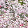 咲き乱れる花の真ん中で・・・