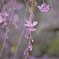しだれ桜
