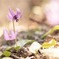 カタクリの花
