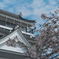 撫養城