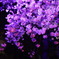 小田原城の夜桜②