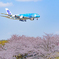 春のウミガメ