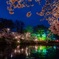 雨の夜桜