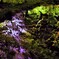 夜桜映り込み