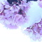 雪桜