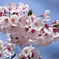 森林公園の桜 (3)・風光る