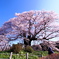 後醍醐天皇が褒めた桜