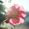 冬の花