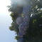 初夏の紫陽花