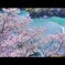 船着場と桜