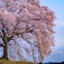 わに塚の桜