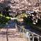 散り行く桜、
