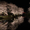 夜櫻